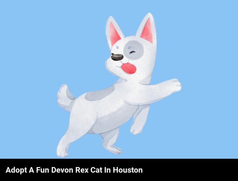 Adopt A Fun-Loving Devon Rex Cat In Houston