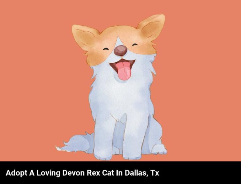 Adopt A Loving Devon Rex Cat In Dallas