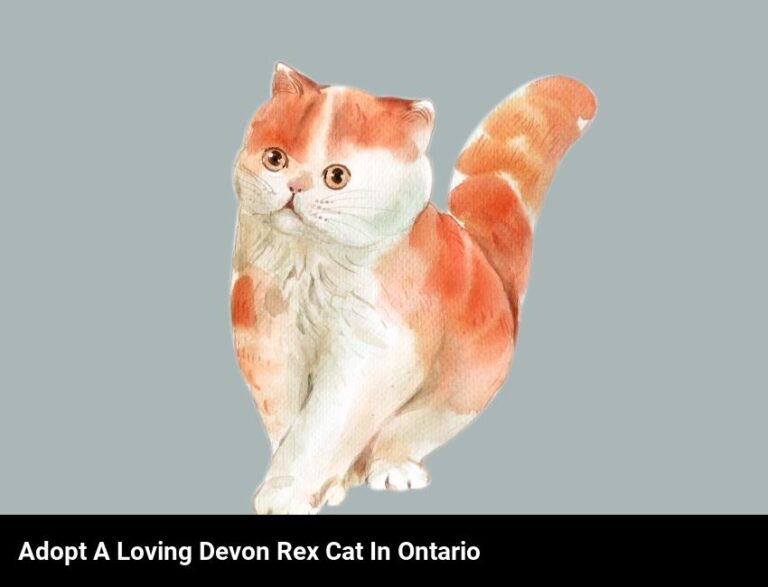 Adopt A Loving Devon Rex Cat In Ontario