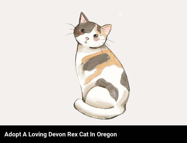 Adopt A Loving Devon Rex Cat In Oregon Today