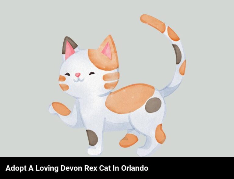 Adopt A Loving Devon Rex Cat In Orlando, Fl