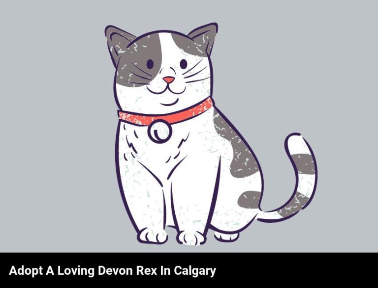 Adopt A Loving Devon Rex Cat In Calgary