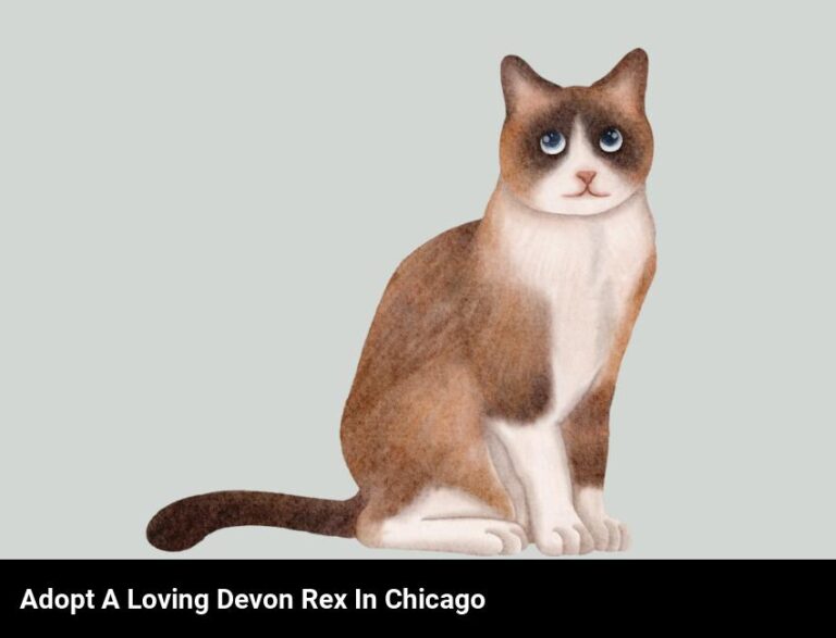 Adopt A Loving Devon Rex Cat In Chicago
