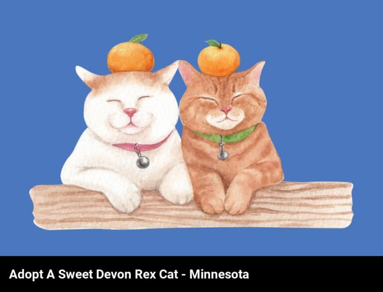 Adopt A Sweet Devon Rex Cat In Minnesota