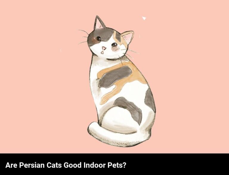 Do Persian Cats Make Good Indoor Pets?