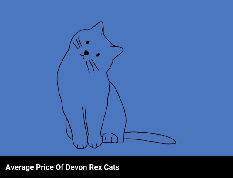 What’S The Average Price Of Devon Rex Cats?
