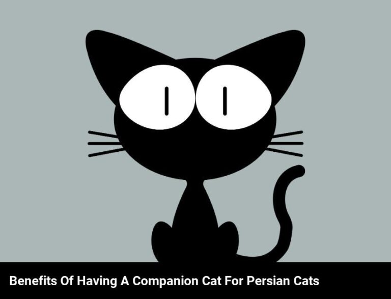 Do Persian Cats Benefit From Having Another Cat As A Companion?