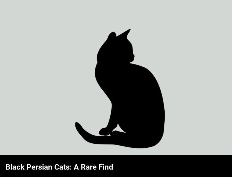 The Rarity Of Black Persian Cats