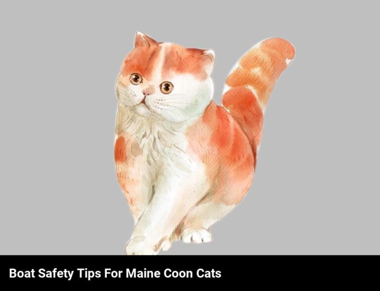How To Keep Your Maine Coon Cat Safe On The Boat: Tips & Tricks