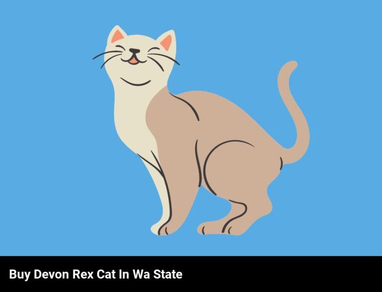 Find Your Purr-Fect Devon Rex Cat In Washington State
