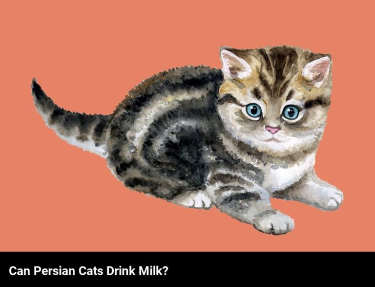 Can Persian Cats Drink Milk?
