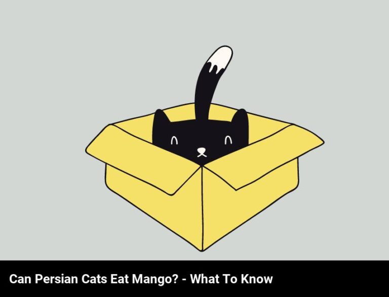 Can Persian Cats Eat Mango? What To Know