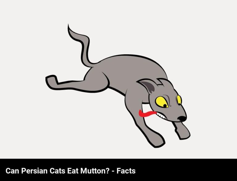 Can Persian Cats Eat Mutton? – The Facts