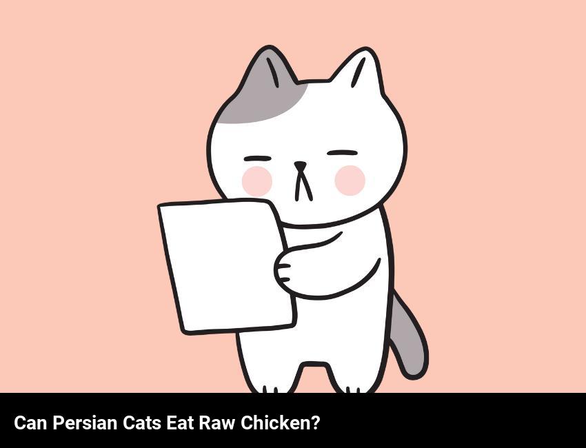 Can Persian Cats Safely Eat Raw Chicken? - AtractivoPets