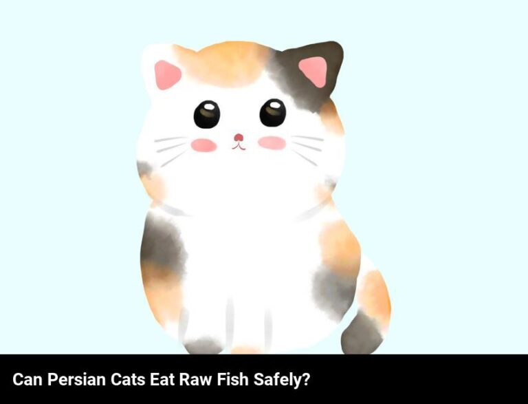 Can Persian Cats Safely Eat Raw Fish?