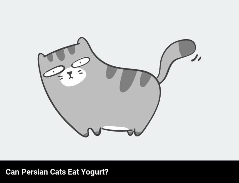 Can Persian Cats Eat Curd?