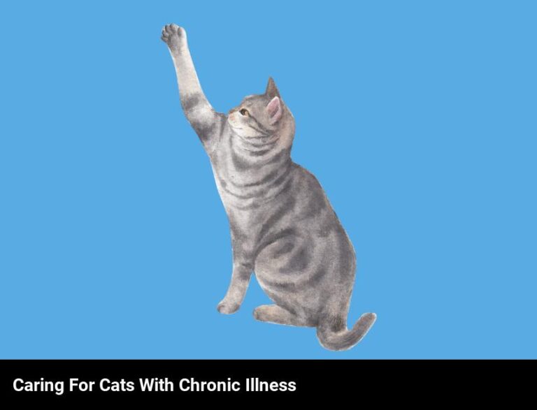 Caring For A Cat With A Chronic Illness