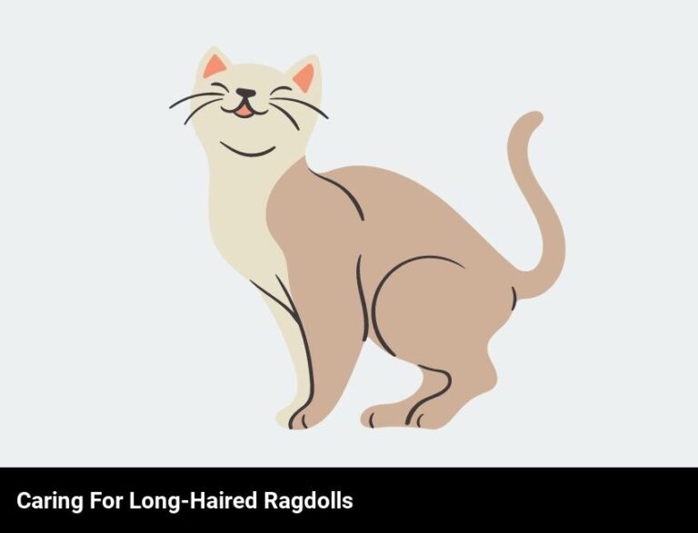 How To Care For Long-Haired Ragdolls