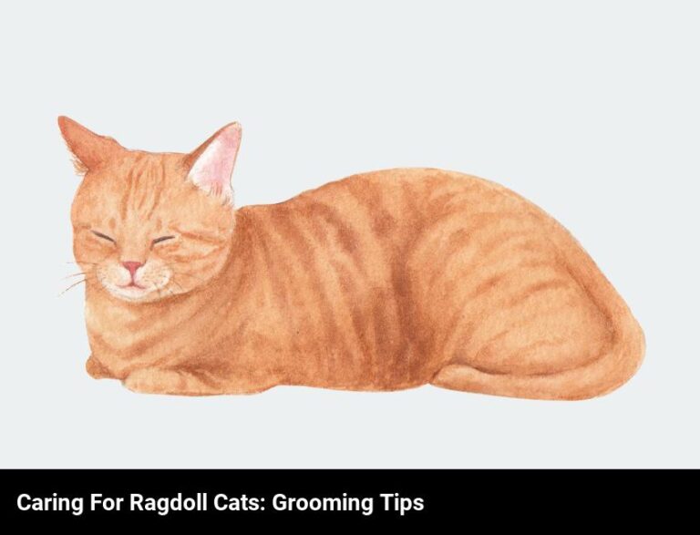Grooming Tips For Caring For A Ragdoll Cat
