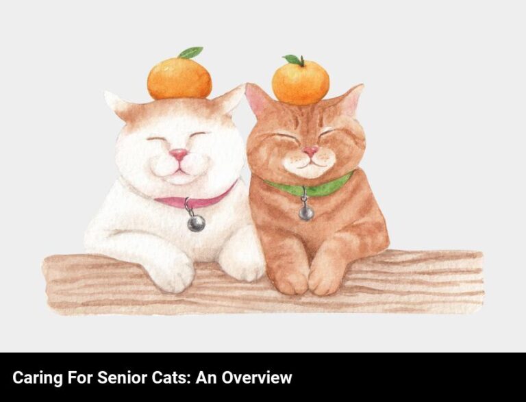 Caring For A Senior Cat: What To Expect