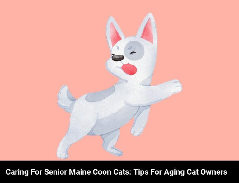 Caring For A Senior Maine Coon Cat: Tips For Aging Cat Owners