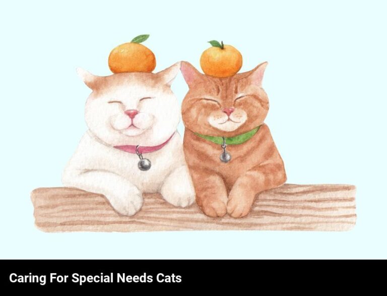 Caring For A Cat With Special Needs