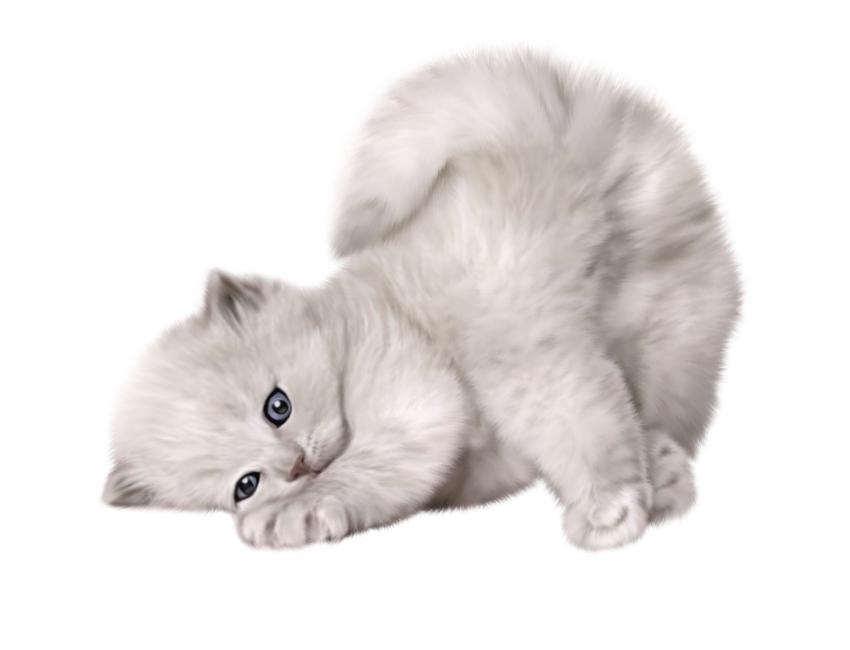 Expert Tips for Caring for Your Persian Cat