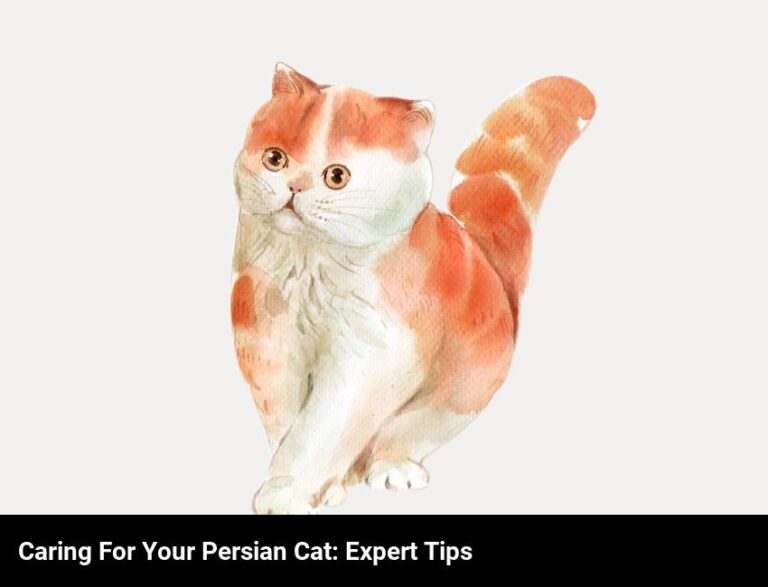 Expert Tips For Caring For Your Persian Cat