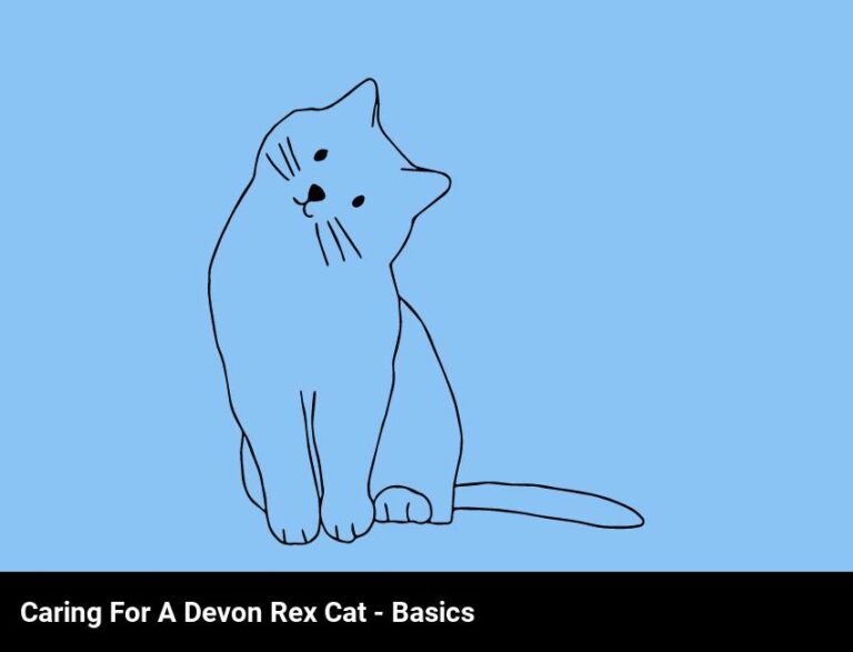 Caring For A Devon Rex Cat – Learn The Basics Of Looking After Your Fluffy Friend