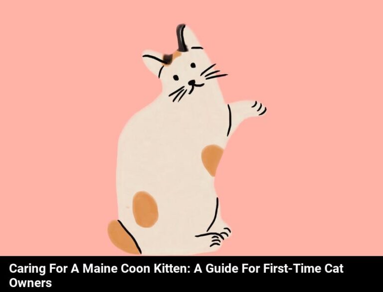 How To Care For Your Maine Coon Kitten: A Guide For First-Time Cat Owners