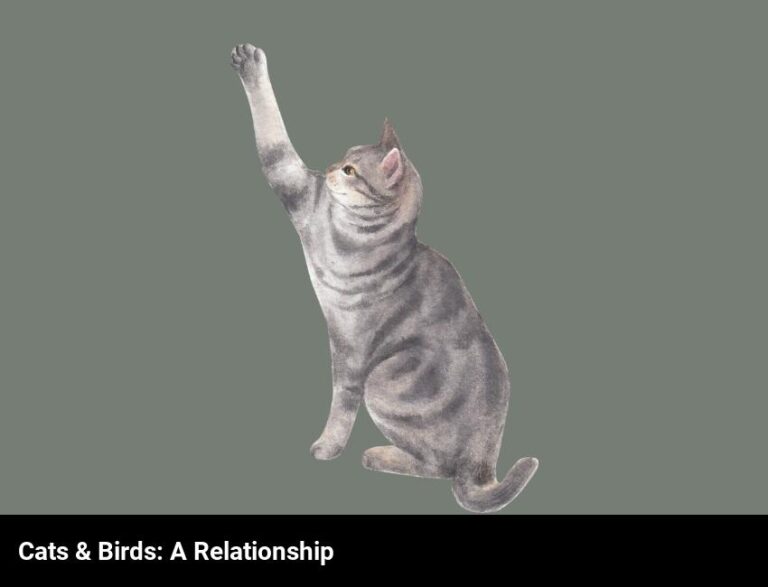 The Relationship Between Cats And Birds