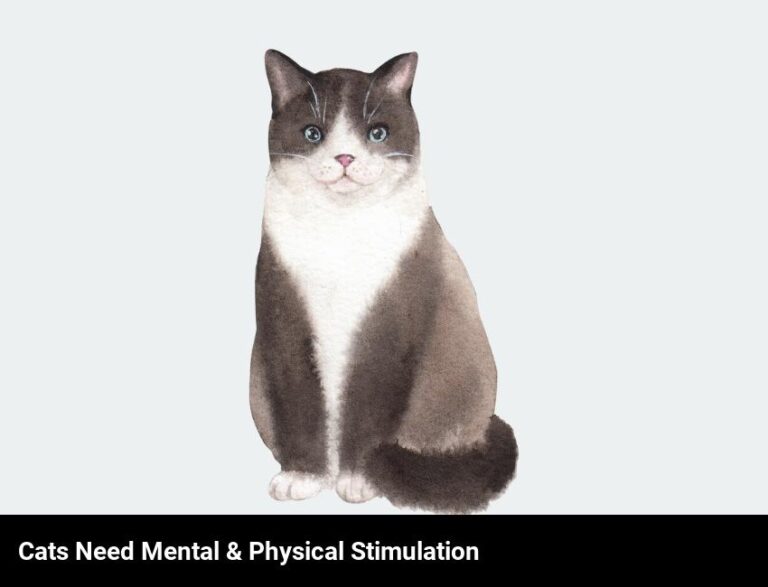 The Importance Of Mental And Physical Stimulation For Cats