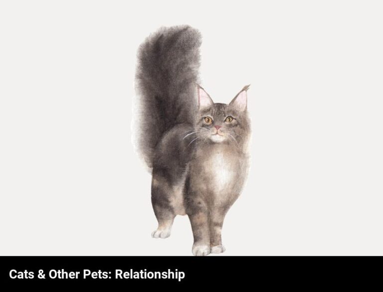 The Relationship Between Cats And Other Pets