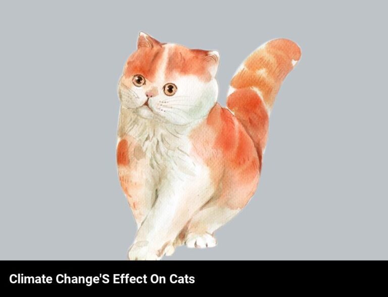 The Impact Of Climate Change On Cats