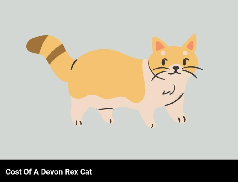 How Much Does A Devon Rex Cat Cost?
