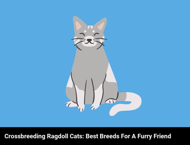 Crossbreeding Ragdoll Cats: Top Breeds For A Furry Friend