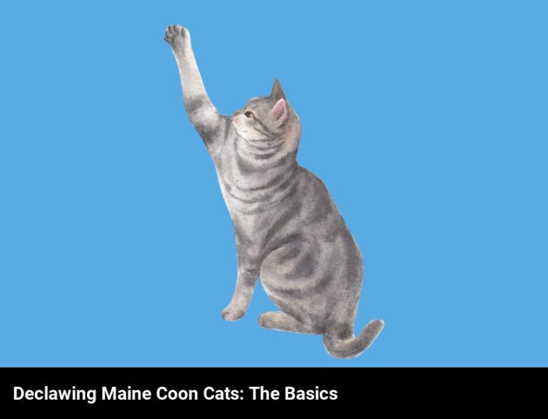 Declawing A Maine Coon Cat: Everything You Should Know