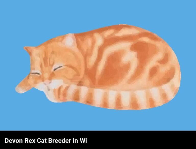 Find A Devon Rex Cat Breeder In Wisconsin