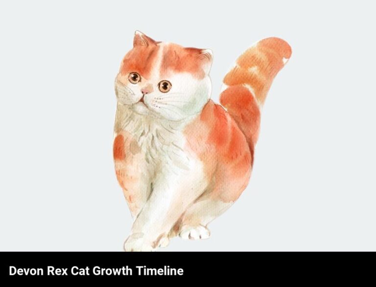 When Does A Devon Rex Cat Reach Full Growth?