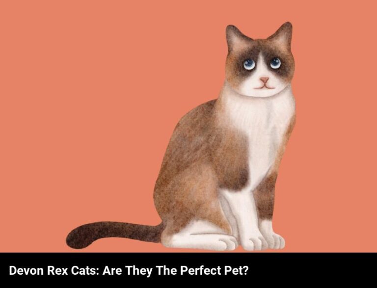 Are Devon Rex Cats The Perfect Pet For You?