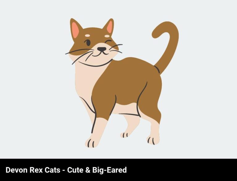 Devon Rex Cats – Meet The Cute Cat With The Big Ears