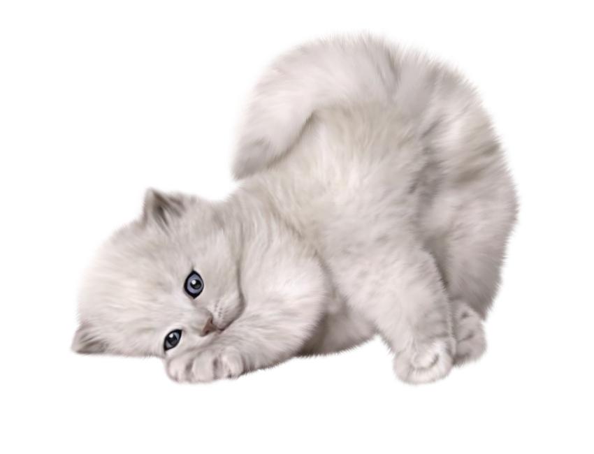 Get to Know the Affectionate and Playful Devon Rex Cat Breed
