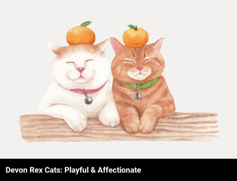 Get To Know The Affectionate And Playful Devon Rex Cat Breed