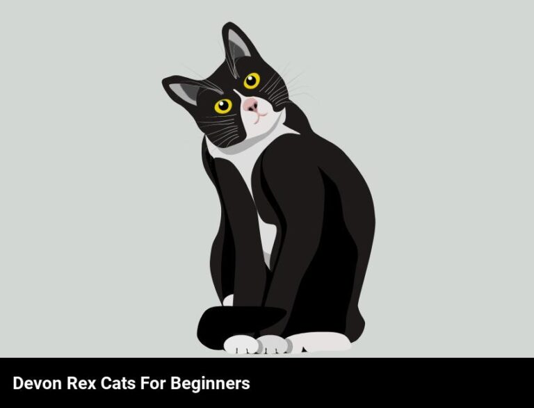 Beginner’s Guide To Owning A Devon Rex Cat