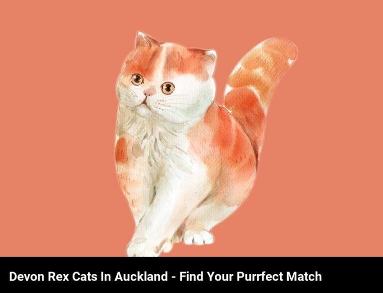 Find Your Purrfect Devon Rex Cat In Auckland