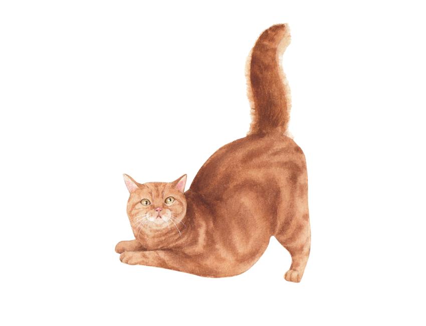Find Your Purrfect Devon Rex Cat in London