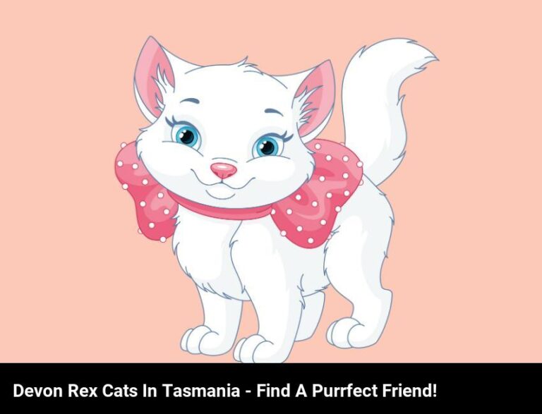 Adorable Devon Rex Cats In Tasmania – Find Your Purrfect Companion!