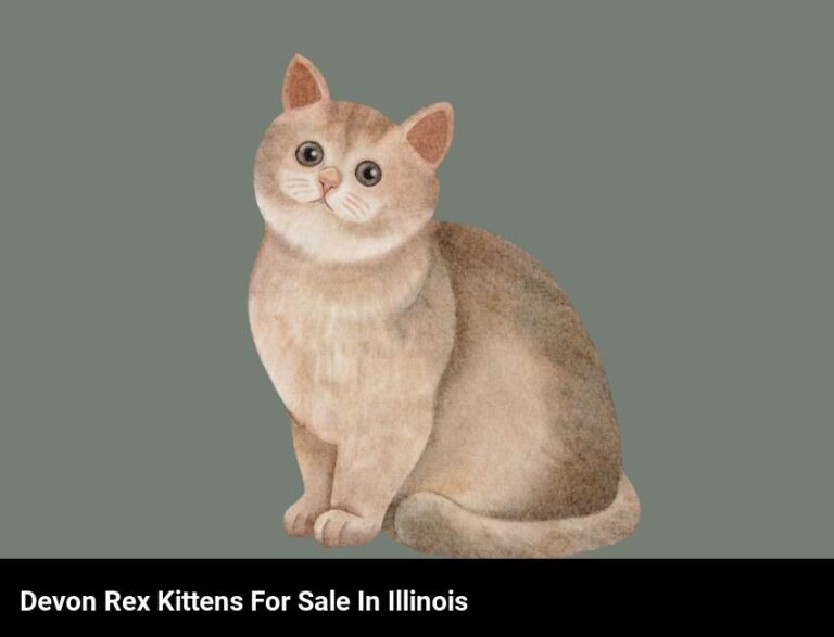 Adorable Devon Rex Kittens In Illinois – Ready For A New Home!