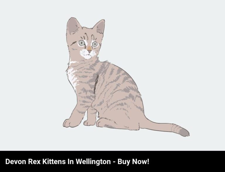 Cute Devon Rex Kittens In Wellington – Get Yours Now!