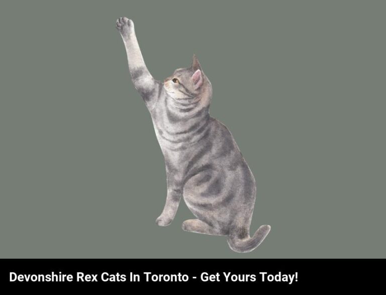 Get Your Purrfect Devonshire Rex Cat In Toronto!